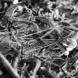 Photo d'art en noir et blanc, disponible en tirage d'art. Algue échouée sur une plage de Bretagne piégée dans le givre.