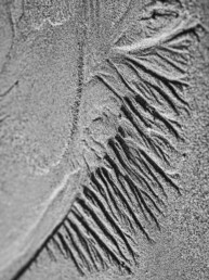 Tirage d'art d'une photo en noir et blanc en série limitée, numérotée et signée. Forme dans le sable d'une plage bretonne creusée par l'eau de mer et ressemblant à une feuille de palmier.