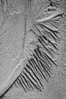 Tirage d'art d'une photo en noir et blanc en série limitée, numérotée et signée. Forme dans le sable d'une plage bretonne creusée par l'eau de mer et ressemblant à une feuille de palmier.
